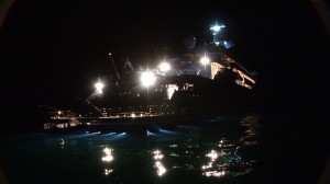 Octopus transum night