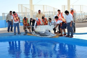 delfines-delfinario