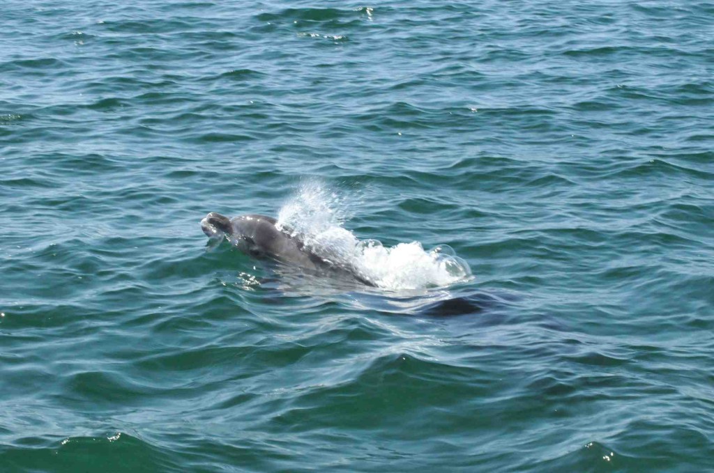 Our resident dolphin are here because of the estero