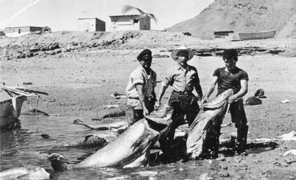 Early 20th century totoaba fishing