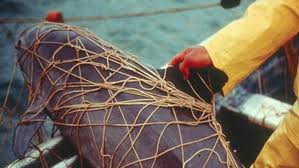 vaquita gill net