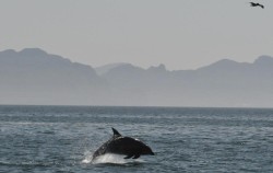 A wild dolphin in San Carlos