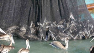 The picture speaks for itself there are already several dead pelicans in this net