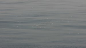 The dirty secret of the shrimp trawler: By Catch