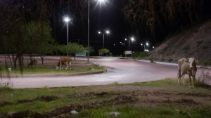 The dreaded Cow in the road syndrome Aug 2013
