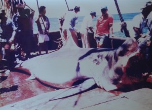 A dead great white shark lies on deck of commerical fishing boat close to San Pedro Martir