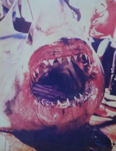 Dead Great White smiles for the camera