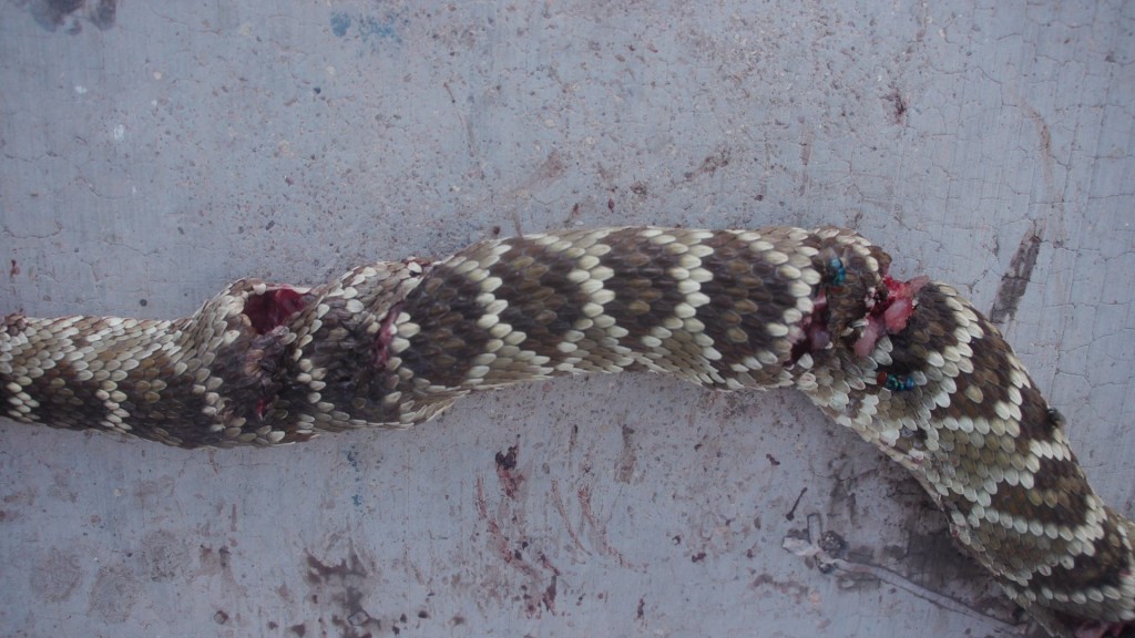 Dead Snake