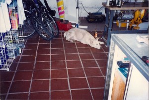Poco the wonder dog @ Sonoran Sport Center circa 1993