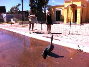 stranded-pelican